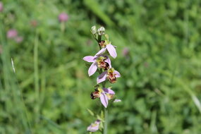 Photo d'une orchidée sauvage, INSPE, campus de la Meinau | Crédit : Myriam Lakraa Photo d'une orchidée sauvage, INSPE, campus de la Meinau | Crédit : Myriam Lakraa